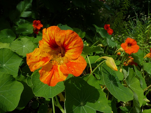 oranžová lichořeřišnice.jpg
